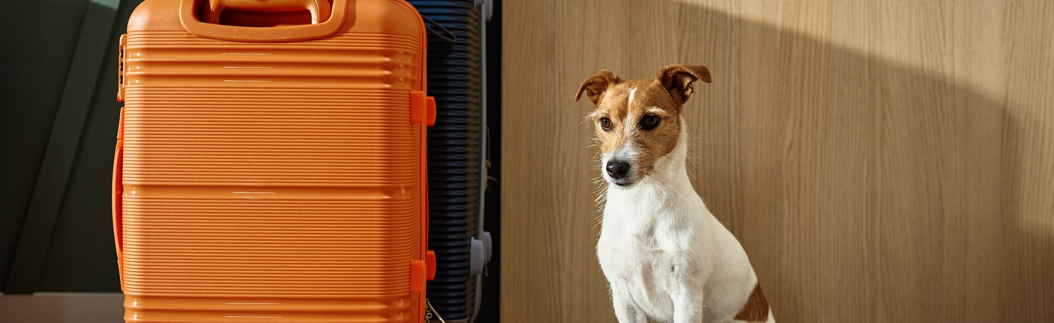 Small Jack Russel pup sat beside packed suitcases.